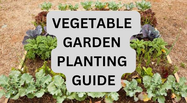 Vegetable Garden Planting Guide