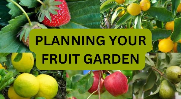 Planning Your Fruit Garden