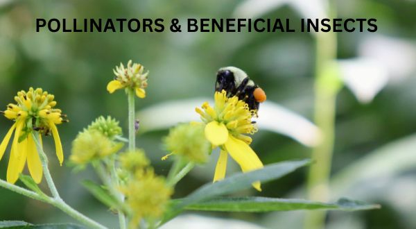 Pollinators & Beneficial Insects